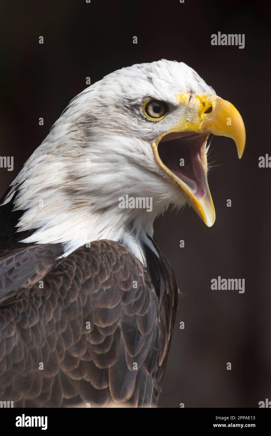 Bald eagle closeup Stock Photo
