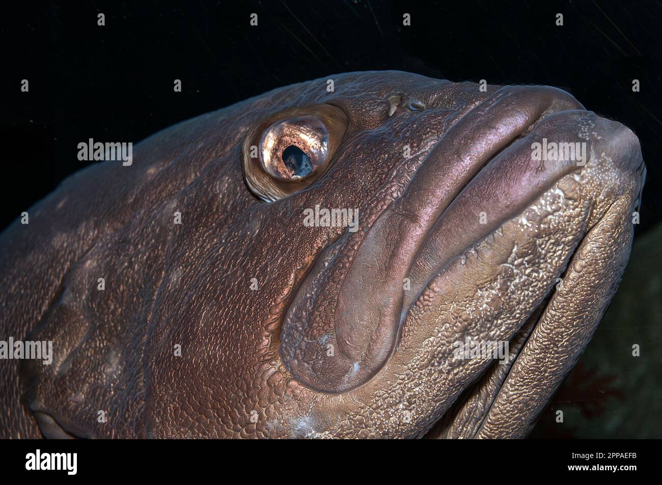 Snowy grouper hi-res stock photography and images - Alamy