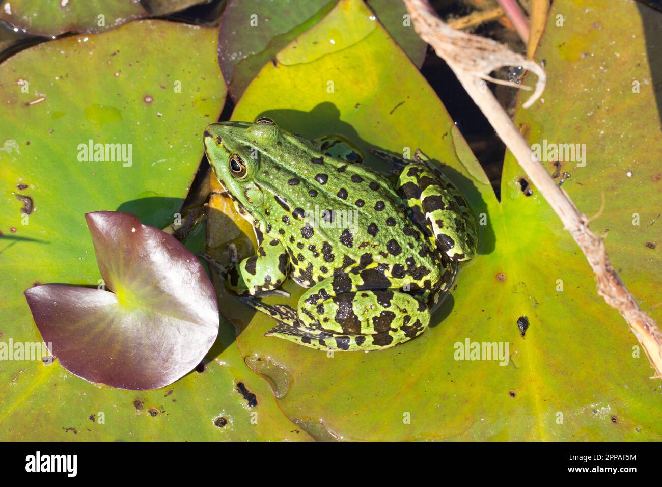 Green glass frog sitting on Lily Pad over blue water background