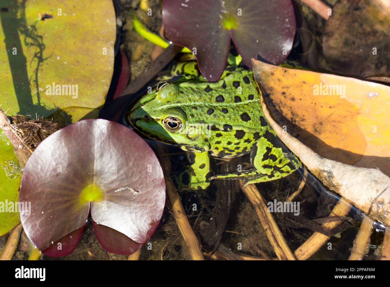 Green Water frog sitting between a lily pad. Closeup of a Green frog in ...