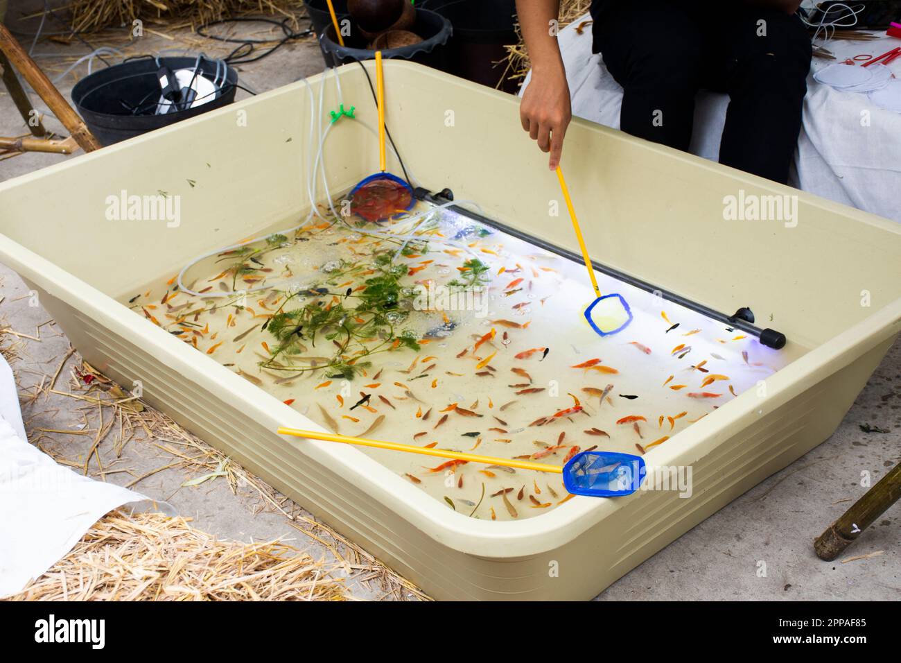 Goldfish scooping hi-res stock photography and images - Alamy