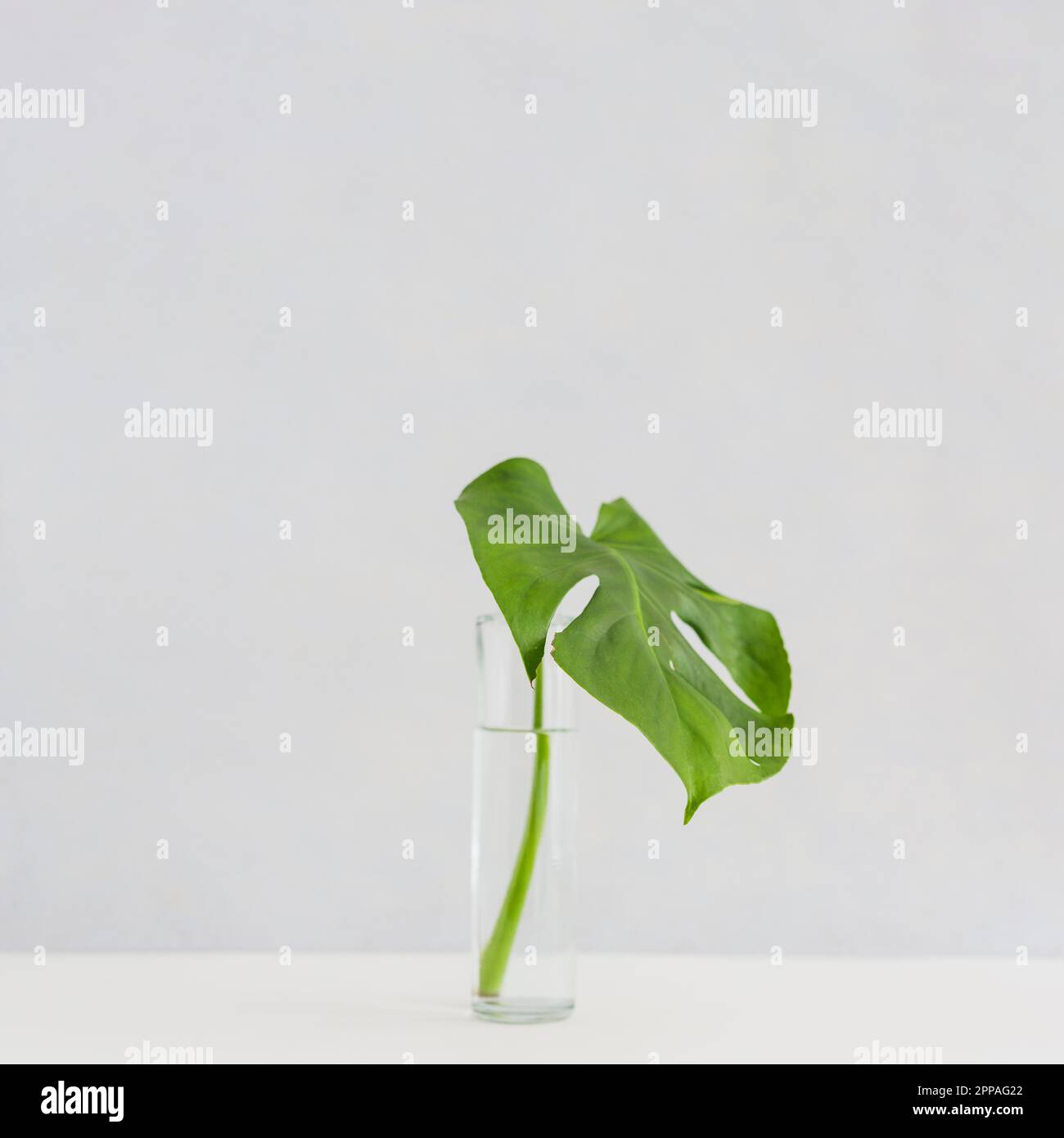 Monstera leaf glass vase desk against white background Stock Photo Alamy