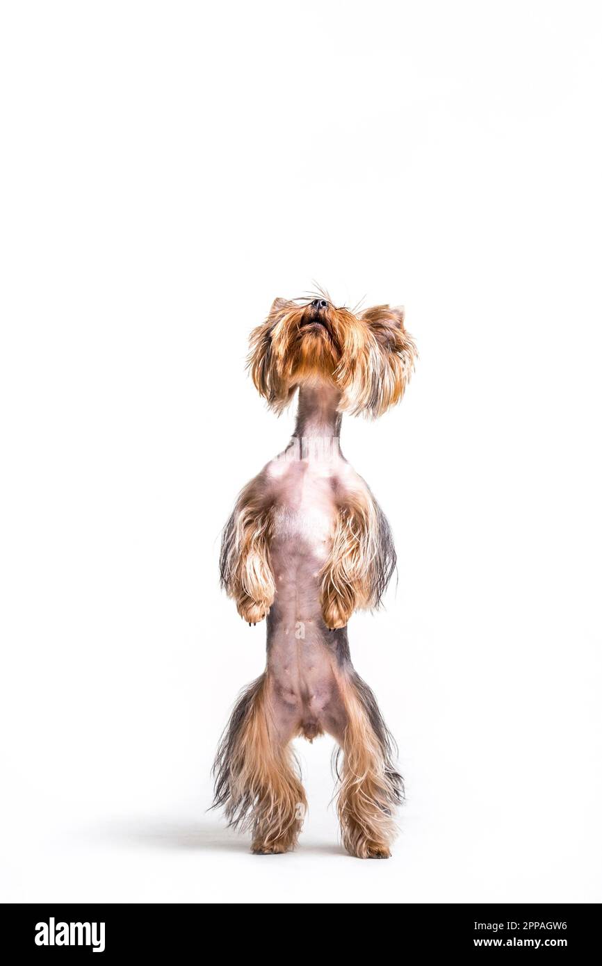 Portrait dog standing hind leg Stock Photo - Alamy