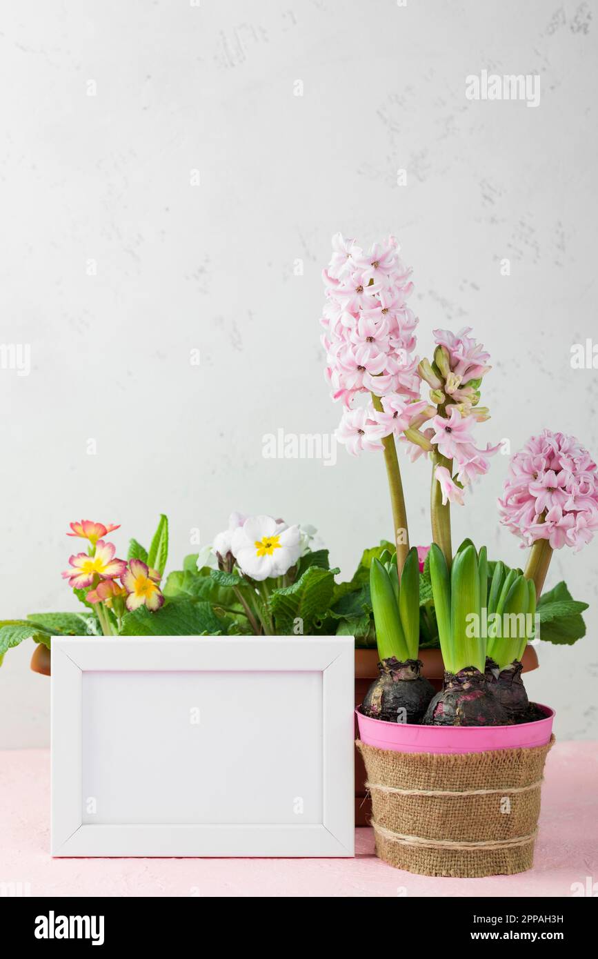Frame with flower pot hyacinth Stock Photo