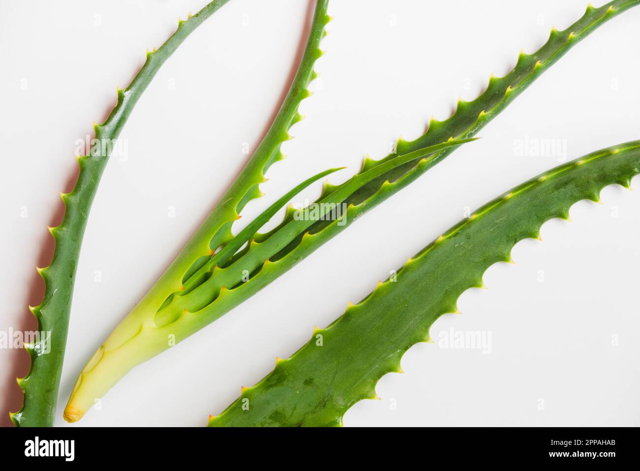 Aloe vera leaves beauty treatment Stock Photo