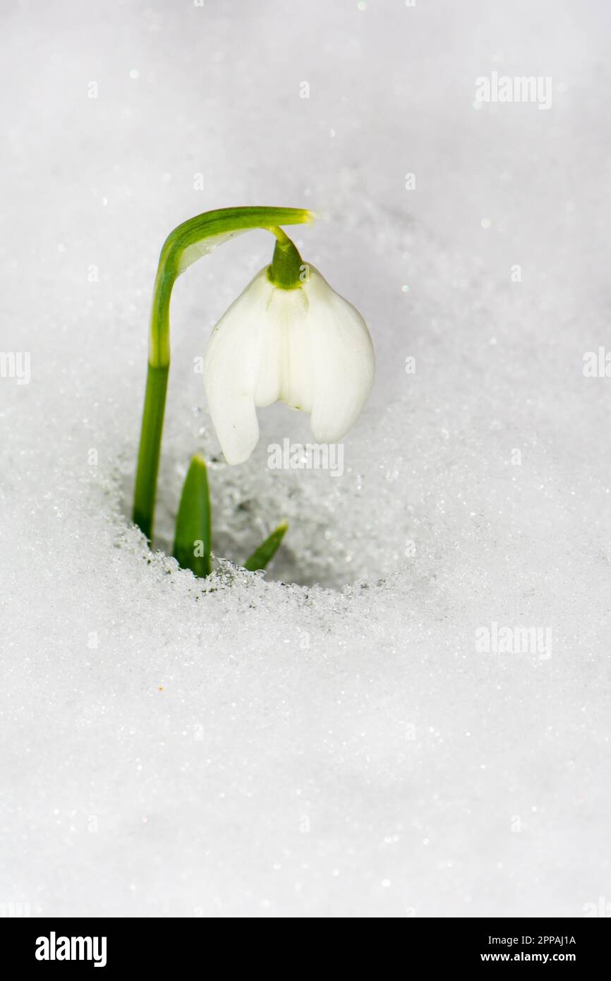 Closeup of a snowdrop flower in the snow Stock Photo
