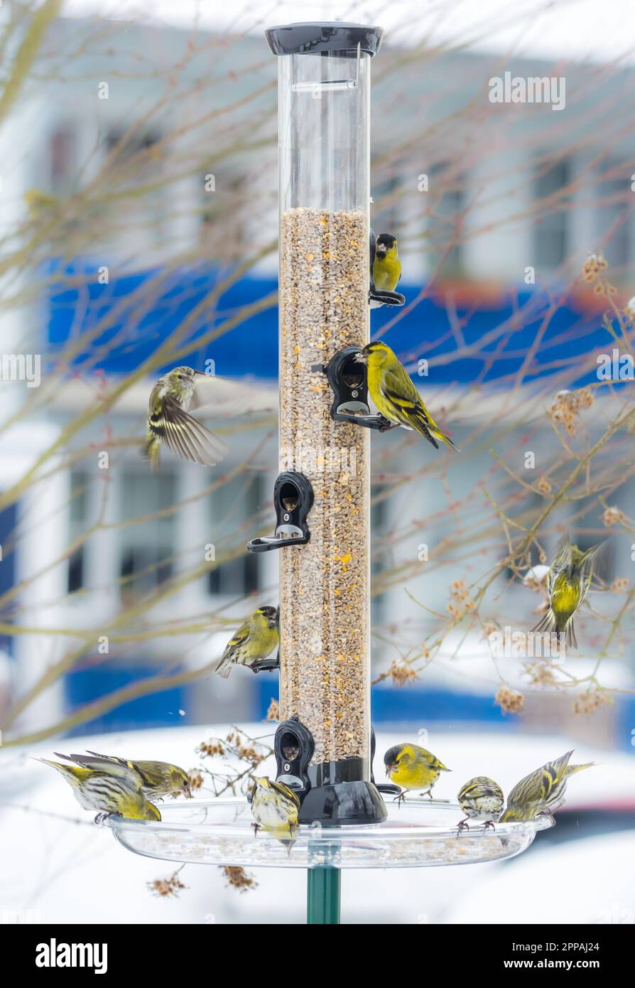 Swarm of eurasian siskin birds on a bird feeder with a house in the background Stock Photo