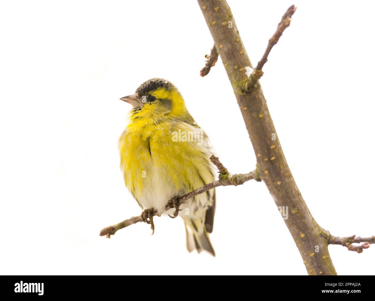 Male black-headed goldfinch sitting on a twig Stock Photo
