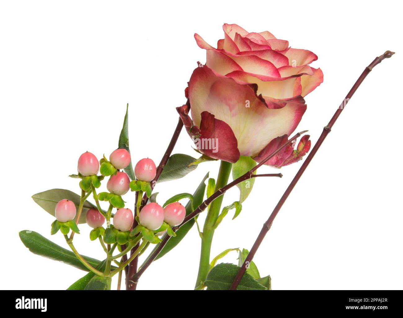 Isolated rose flower hi-res stock photography and images - Alamy