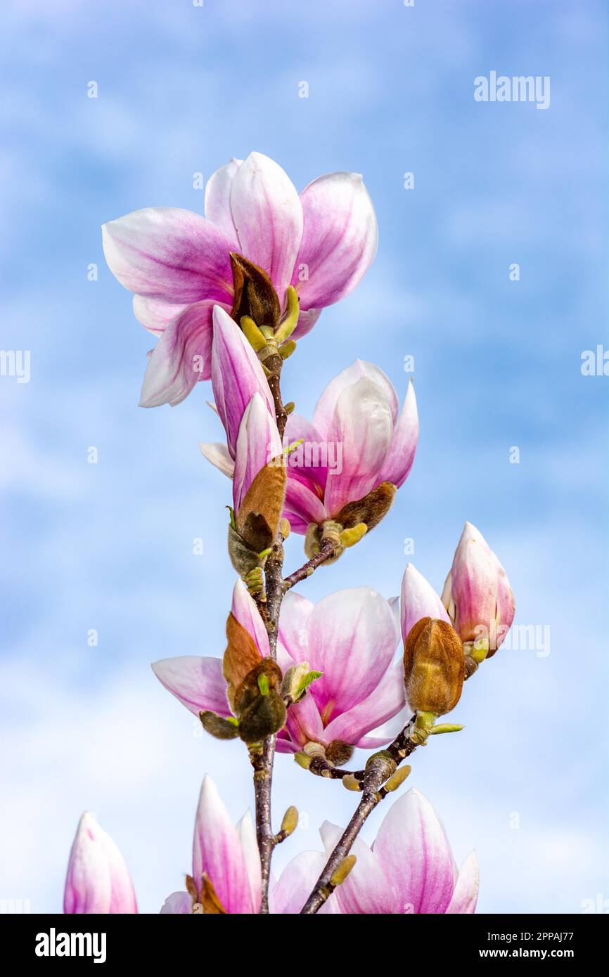Pink blossom of a magnolia tree Stock Photo - Alamy