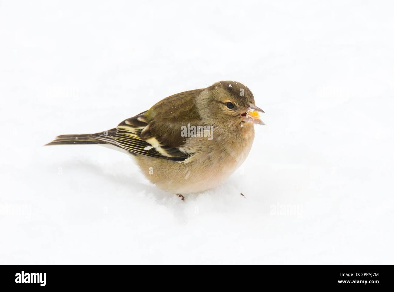 Female chaffinch bird standing in the snow Stock Photo
