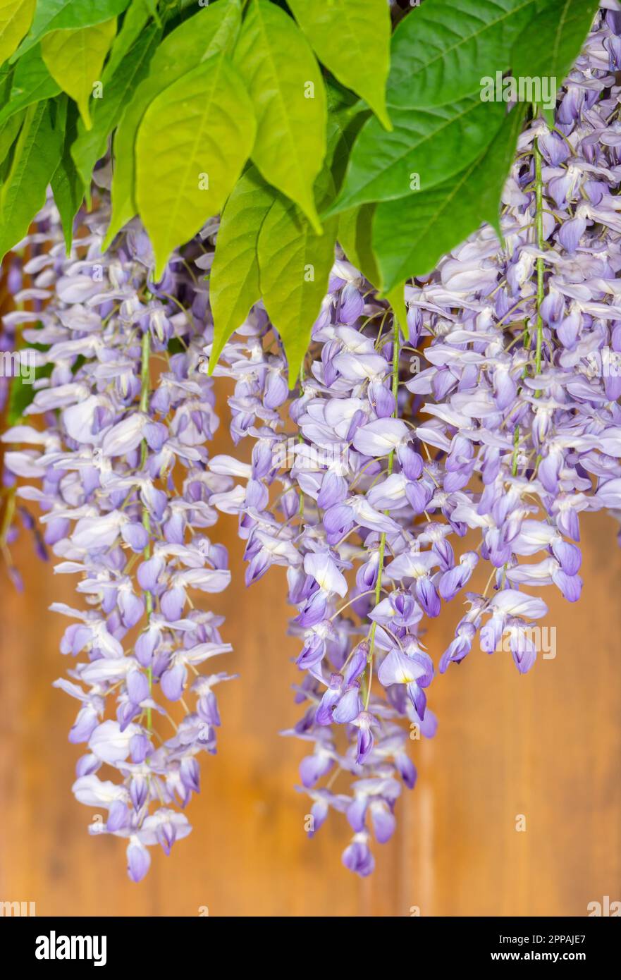 Wisteria close up hi-res stock photography and images - Alamy