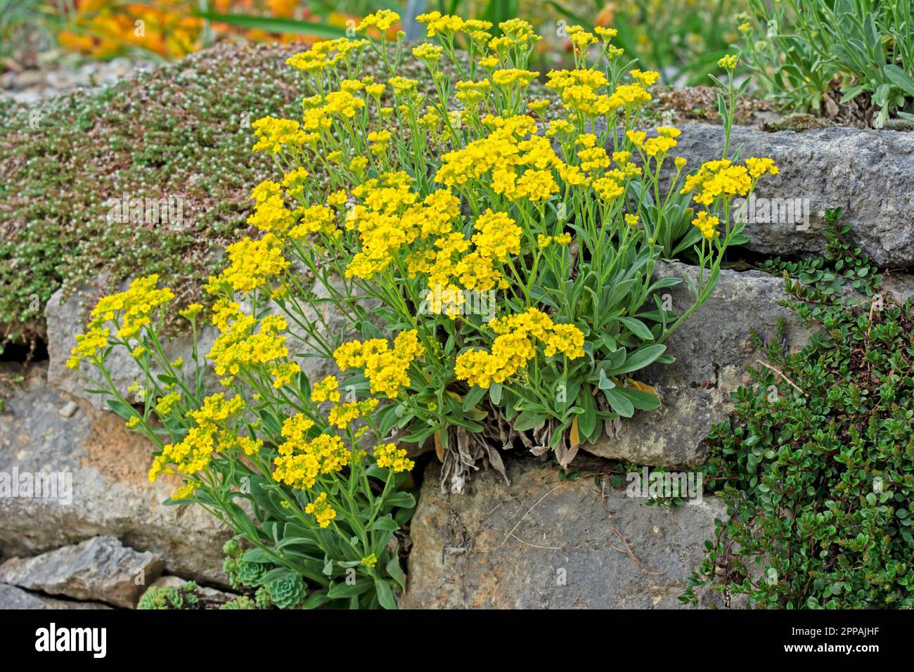 Rockery with yellow flowers at a stone wall Stock Photo Alamy