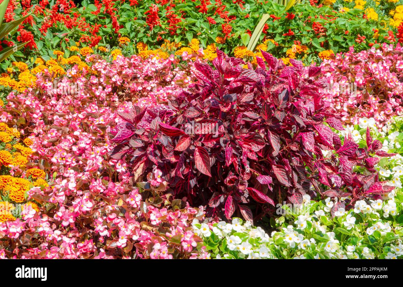 Flowerbed in the garden with various flowers Stock Photo
