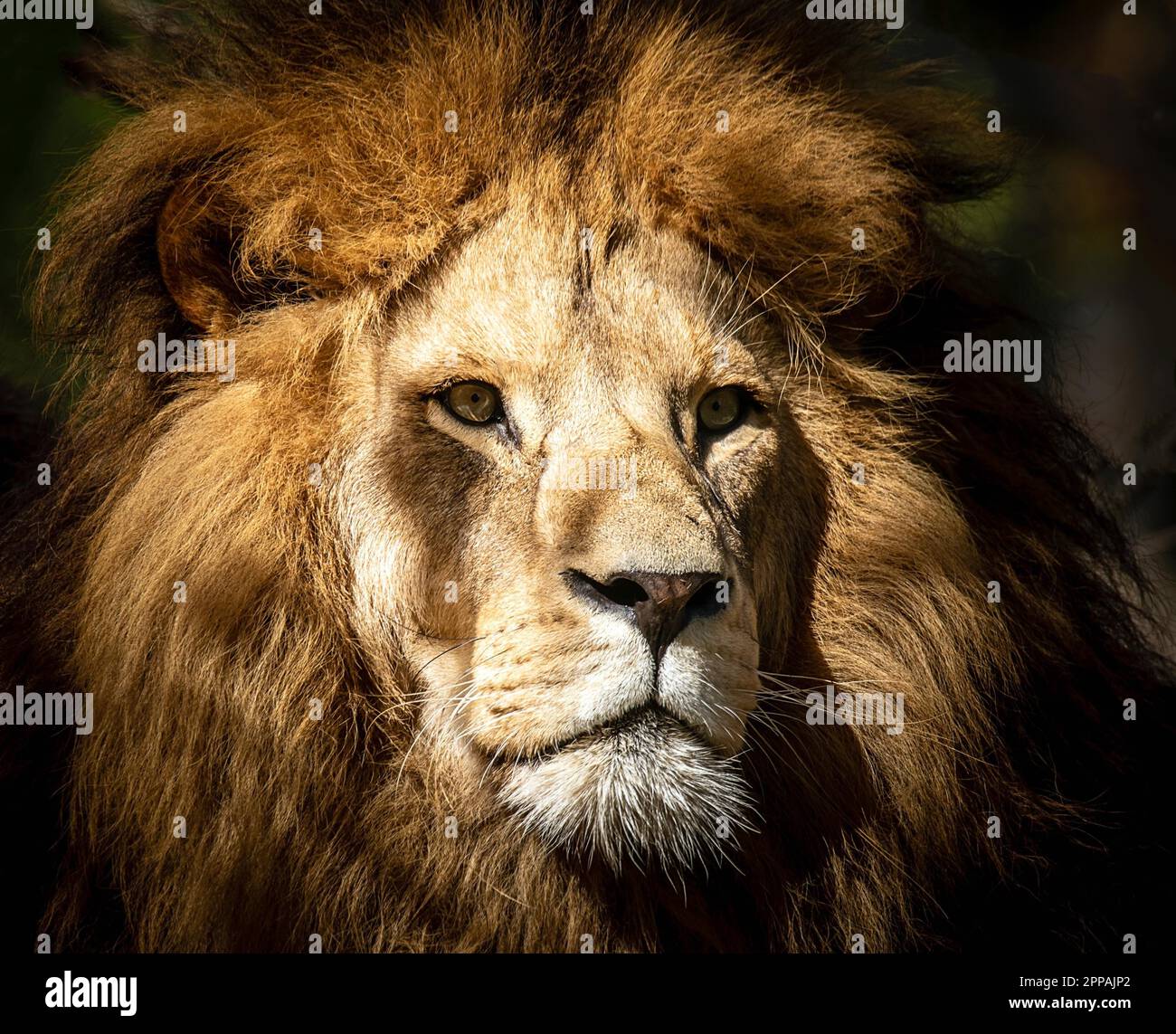 Portrait of a wild, dangerous male lion Stock Photo Alamy