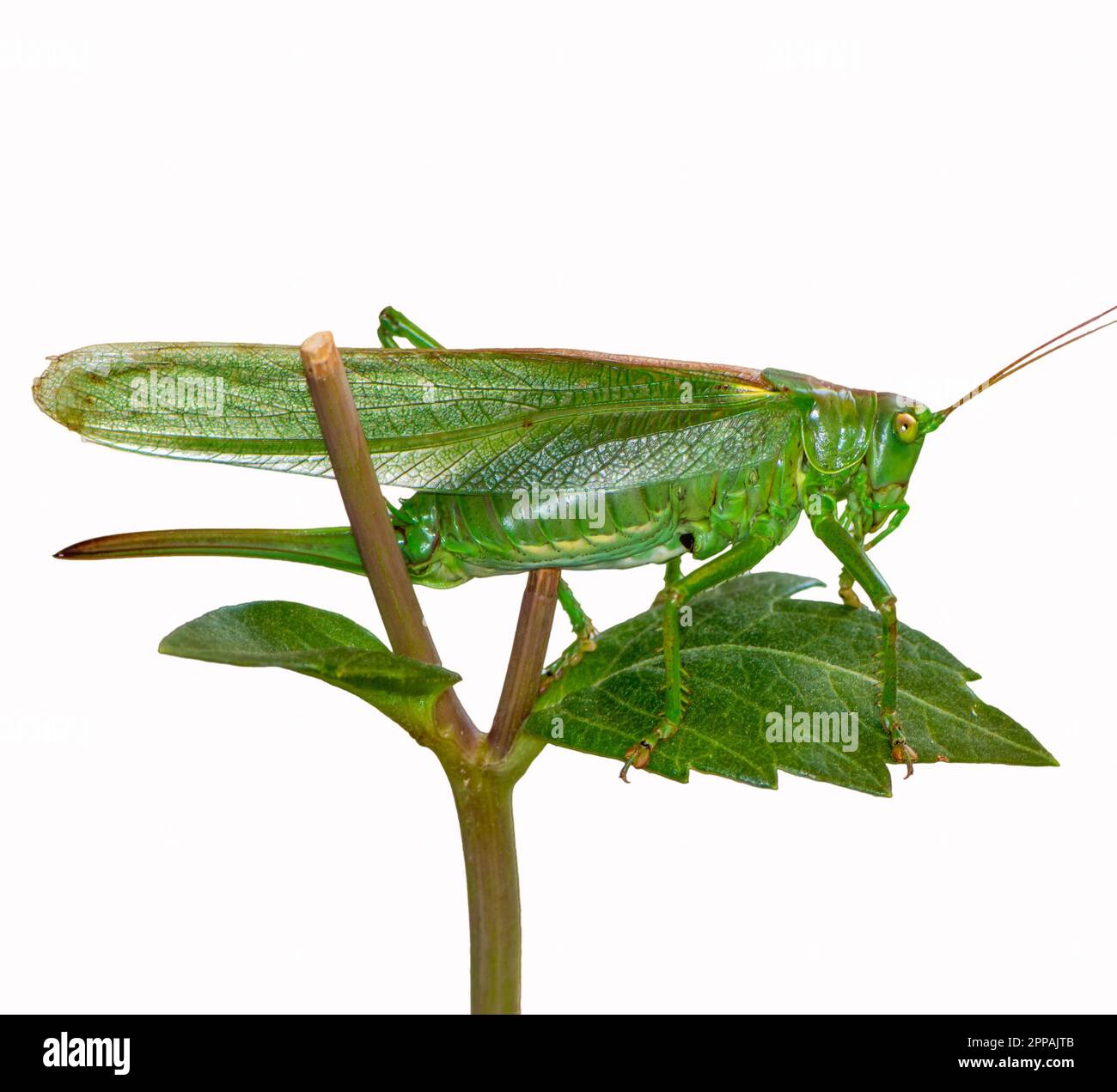 Macro of an isolated green grasshopper Stock Photo