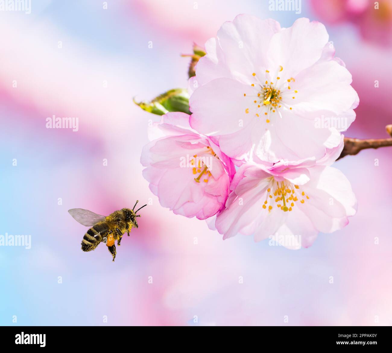 Bee full of pollen flying to pink cherry blossoms Stock Photo Alamy