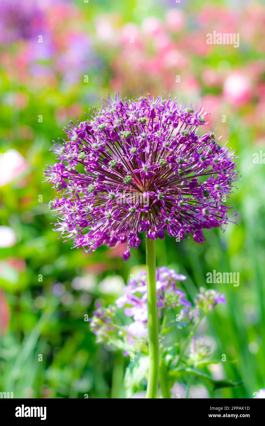Giant onion flower blossom in the garden Stock Photo Alamy