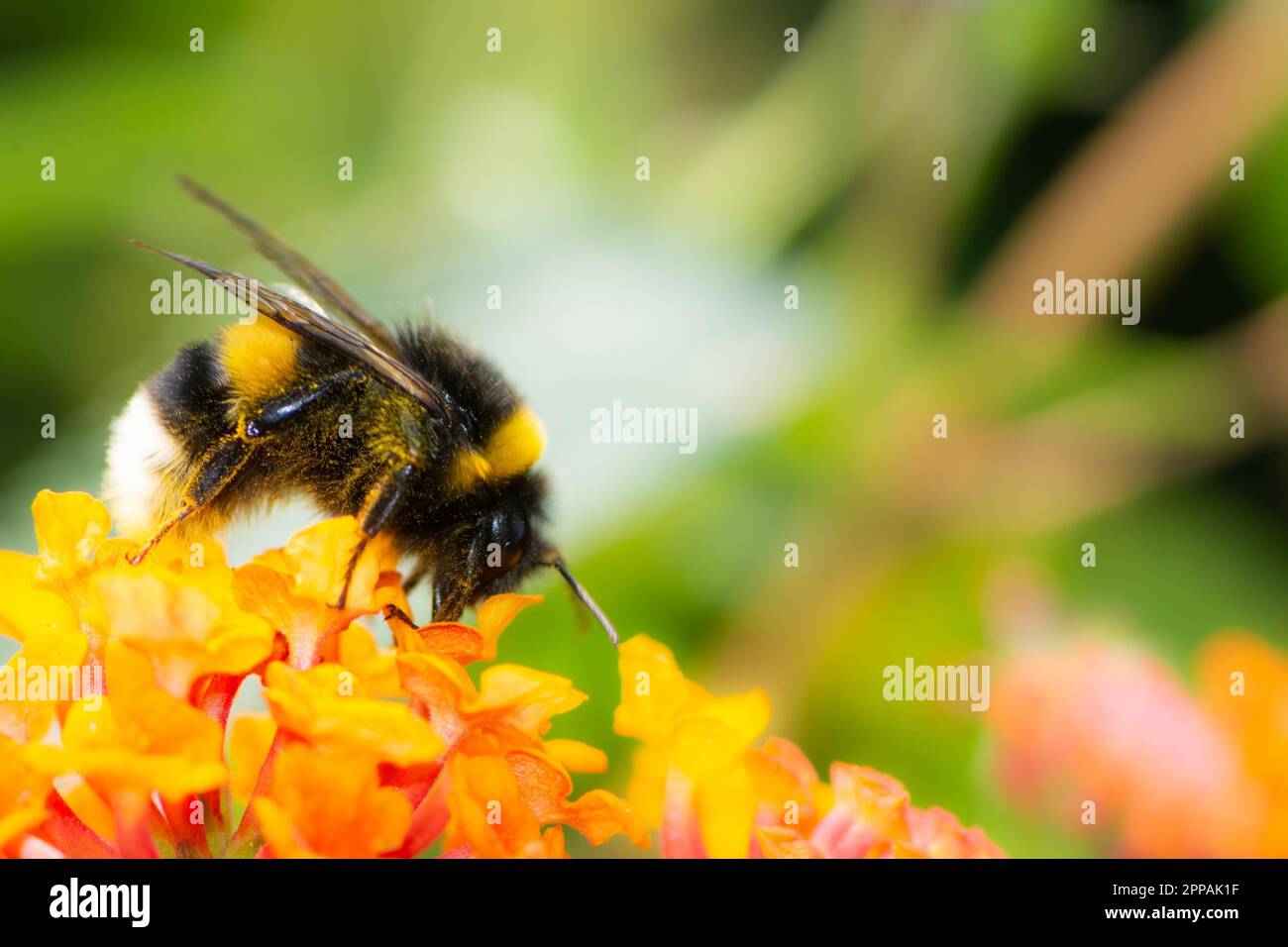 Macro of a Northern white-tailed bumblebee (Bombus magnus) on a lantana flower Stock Photo