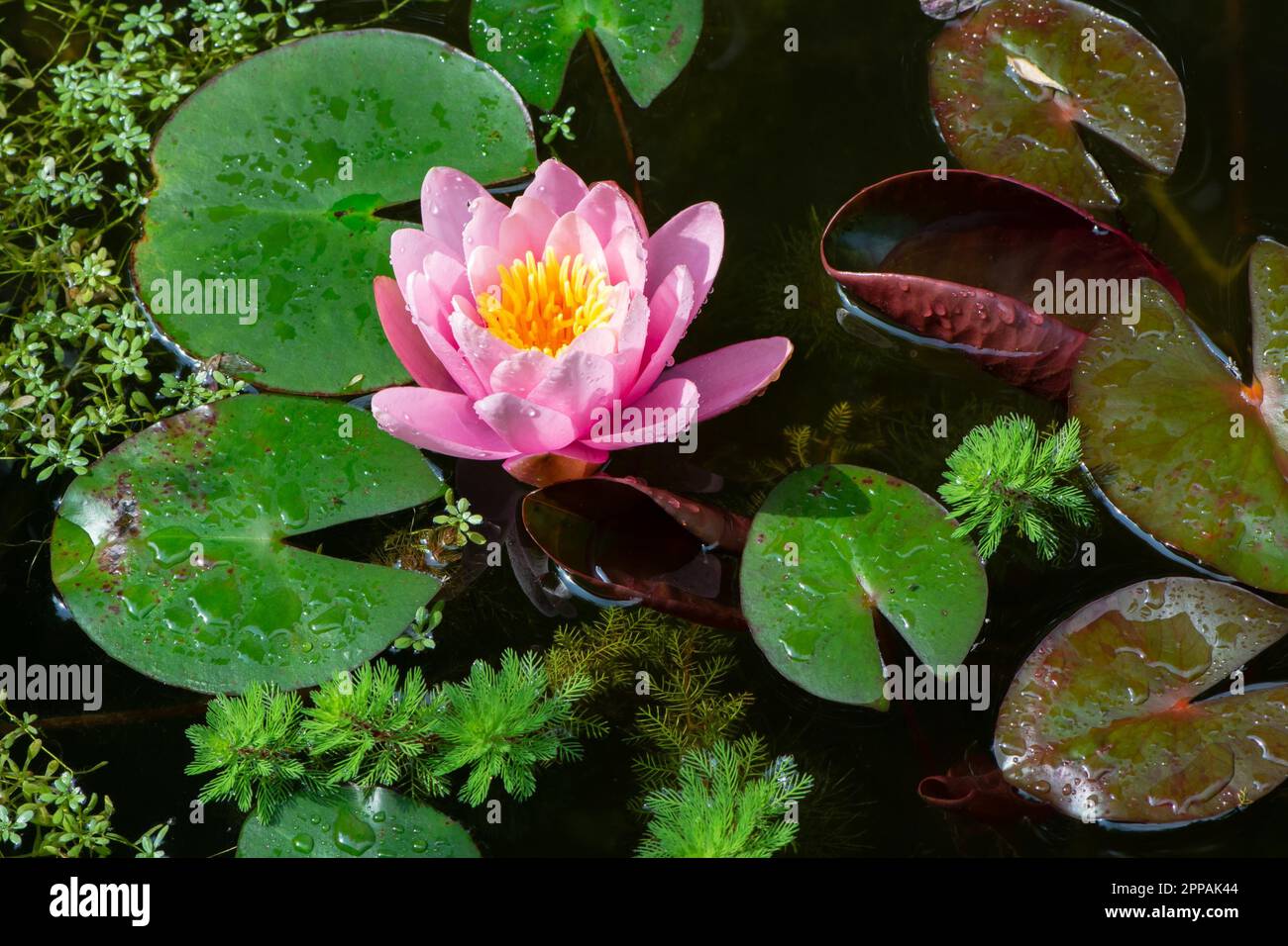 Water lilly and other aquatic plants like watermilfoil and water-starwort in a pond Stock Photo