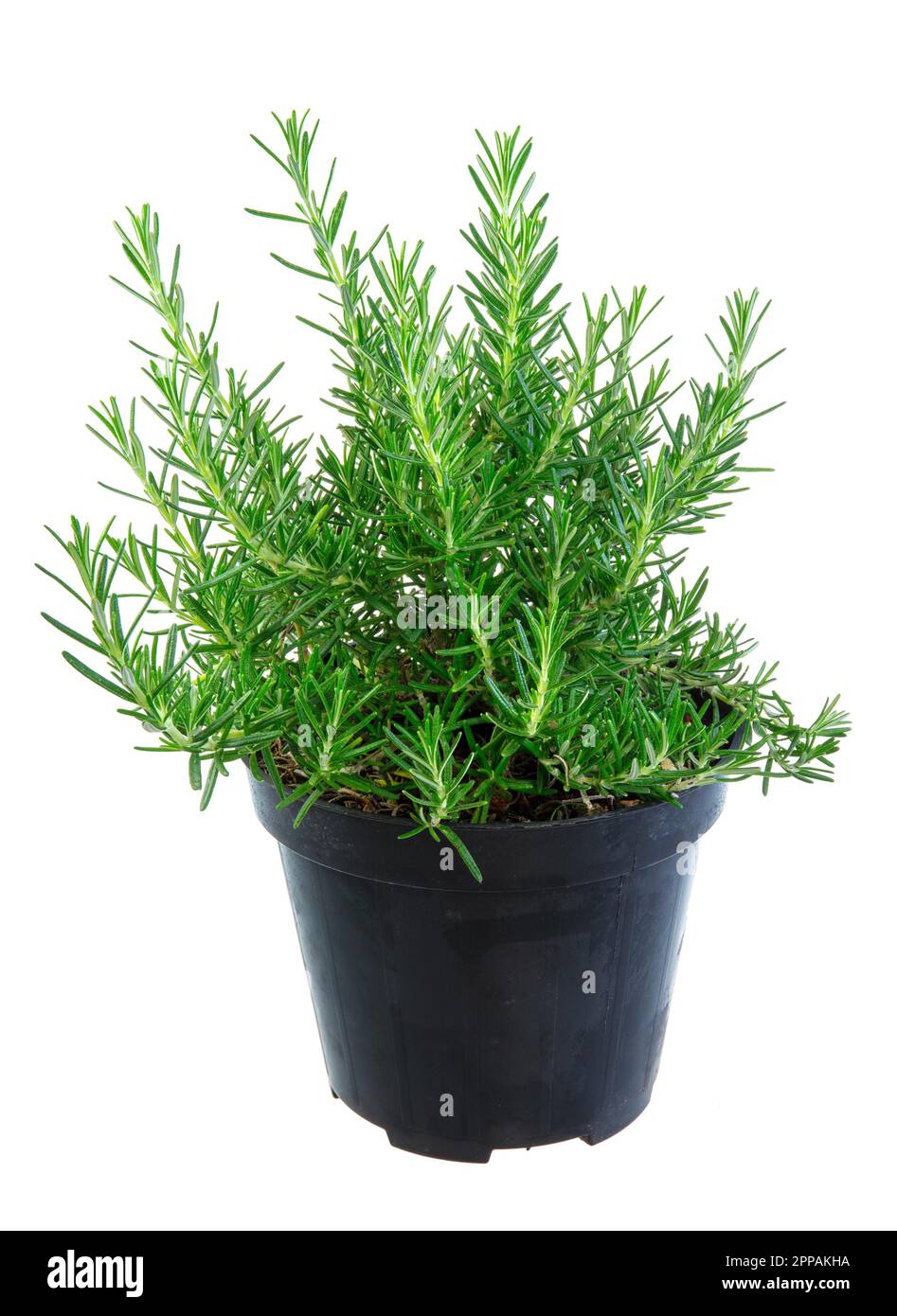 Fresh isolated potted rosemary herbs Stock Photo Alamy
