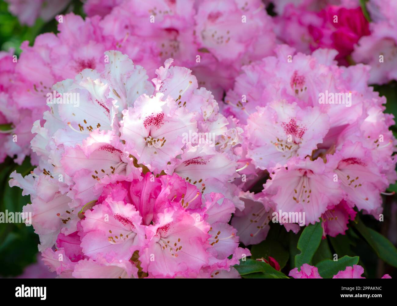 Blossoms of a pink flowering Rhododendron bush Stock Photo