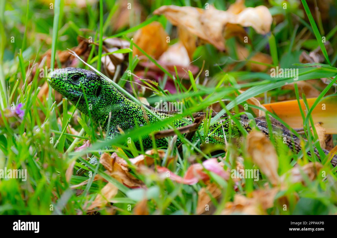 Green sand lizard (Lacerta agilis) hiding in the grass Stock Photo