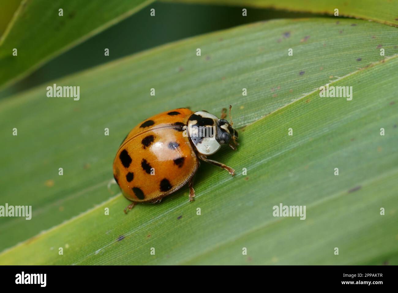 Natural closeup on the invasive harlequin, multicoloured or Asian lady beetle, Harmonia axiridis sitting on a green leaf Stock Photo
