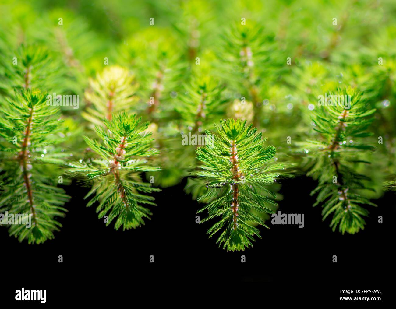 A lot of watermilfoil plants in a pond Stock Photo