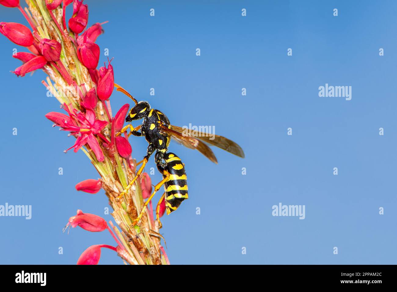 Macro of a wasp on the blossoms of a (persicaria) flower Stock Photo