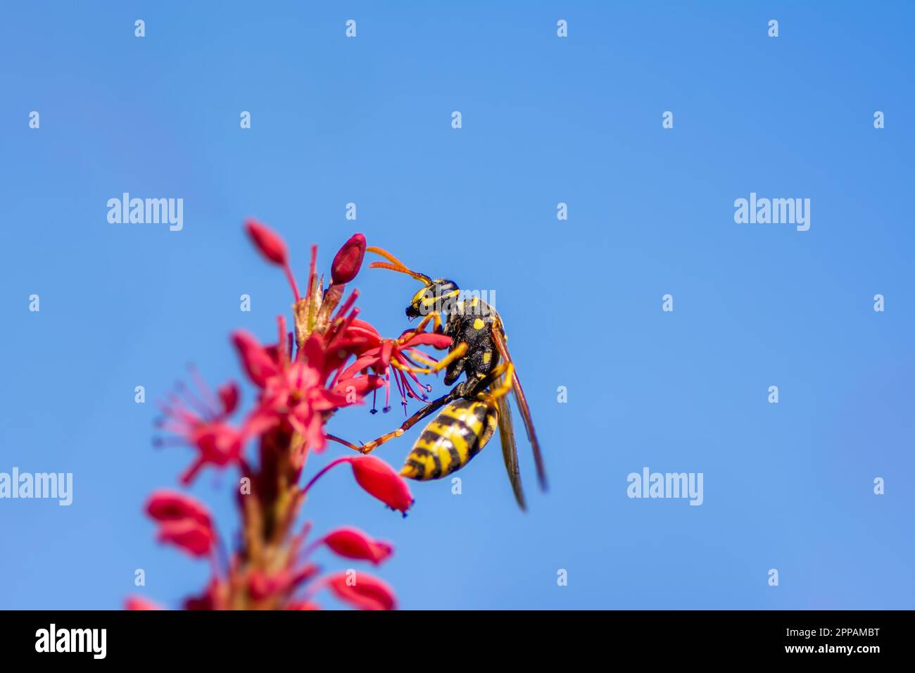 Macro of a wasp on the blossoms of a (persicaria) flower Stock Photo