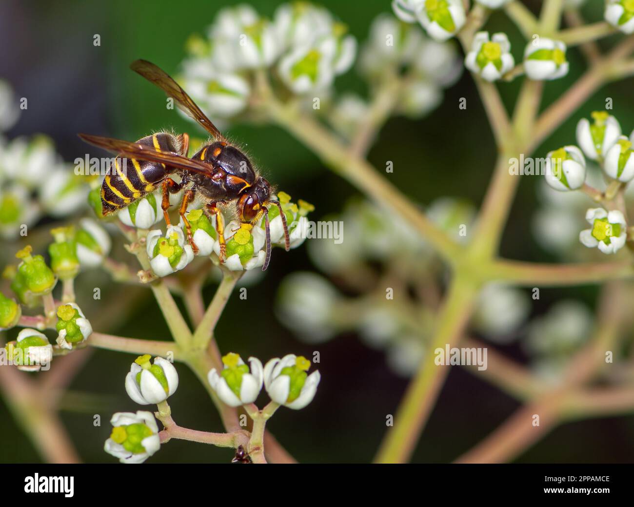 Wasp on the blossoms of a bee tree (Tetradium) Stock Photo
