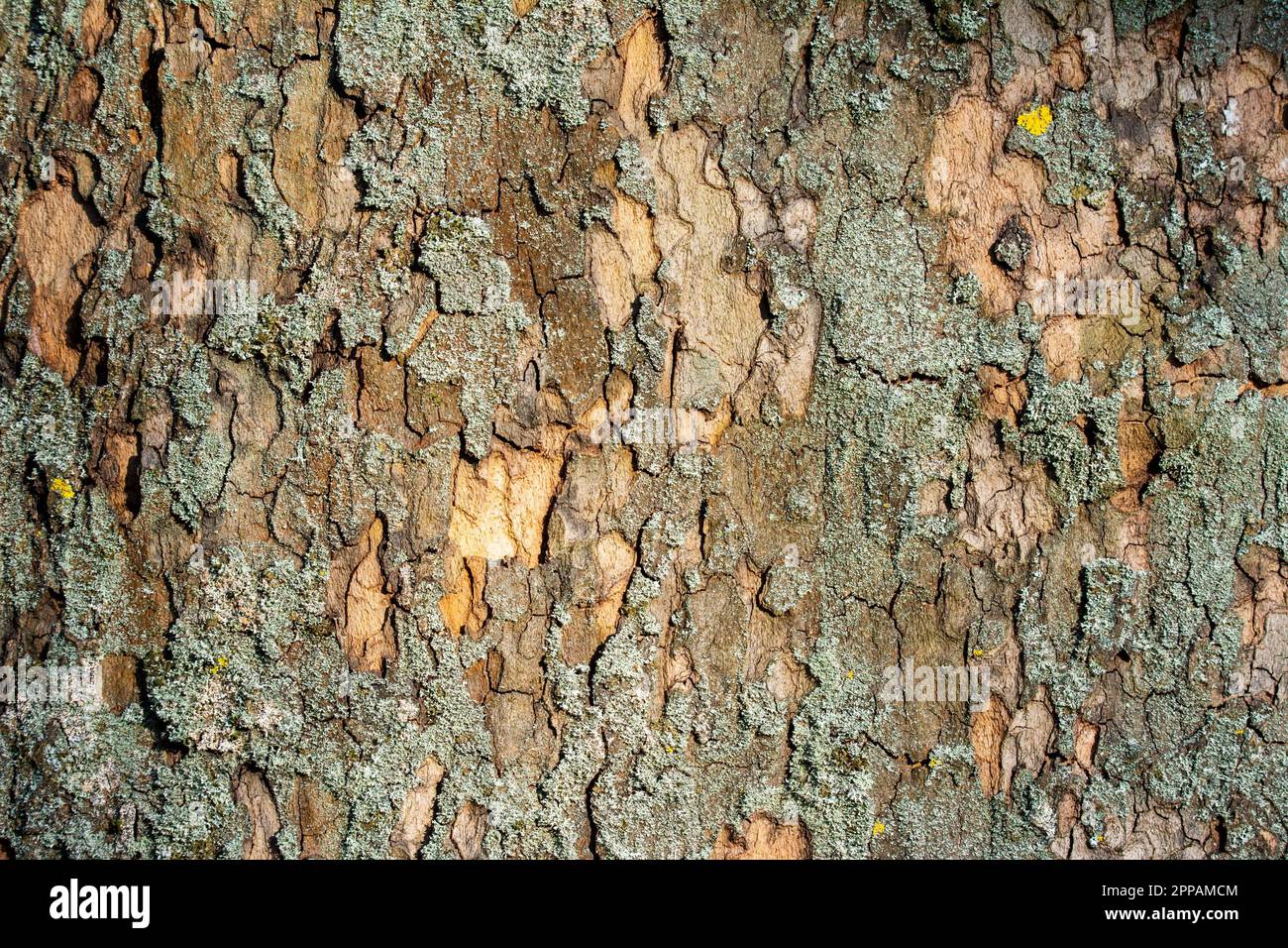 Closeup of an abstract natural background with lichen on a tree bark Stock Photo