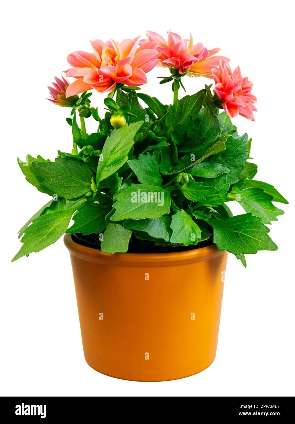 Closeup of an isolated potted dahlia flower Stock Photo