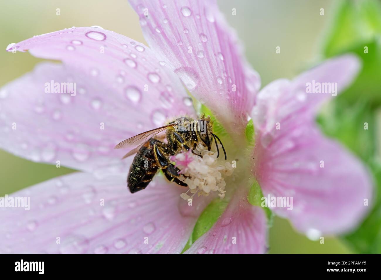 Wet bee on flower hi-res stock photography and images - Alamy