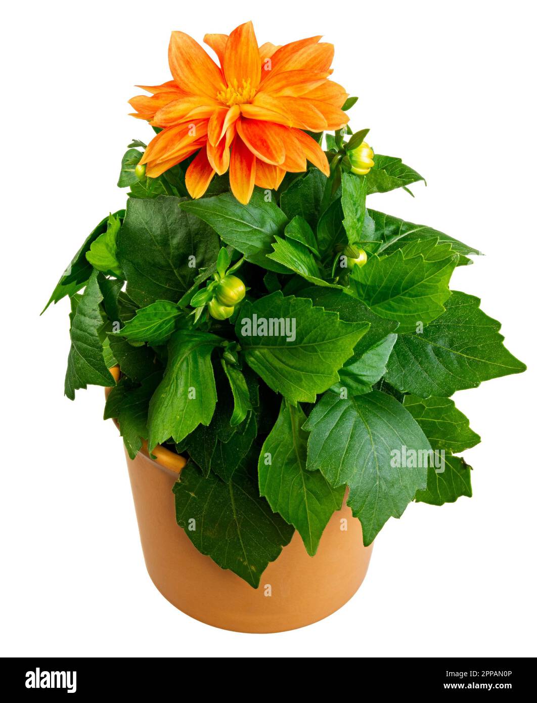 Closeup of an isolated potted dahlia flower Stock Photo