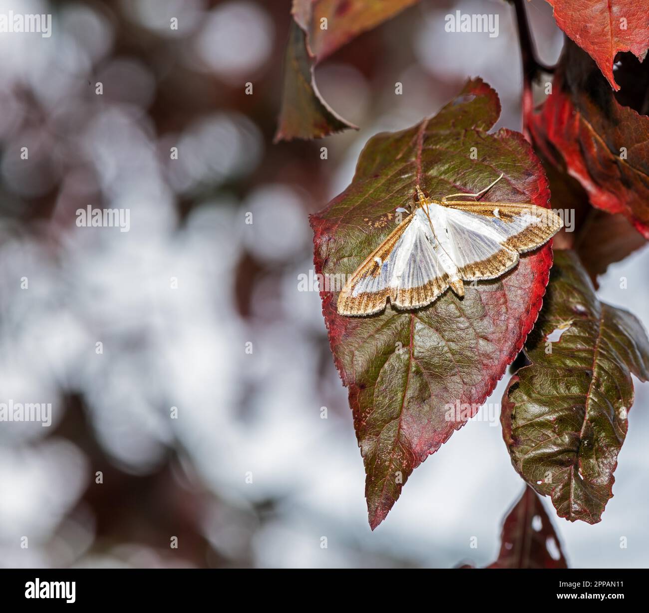 Macro of a box tree moth (Cydalima perspectalis) Stock Photo