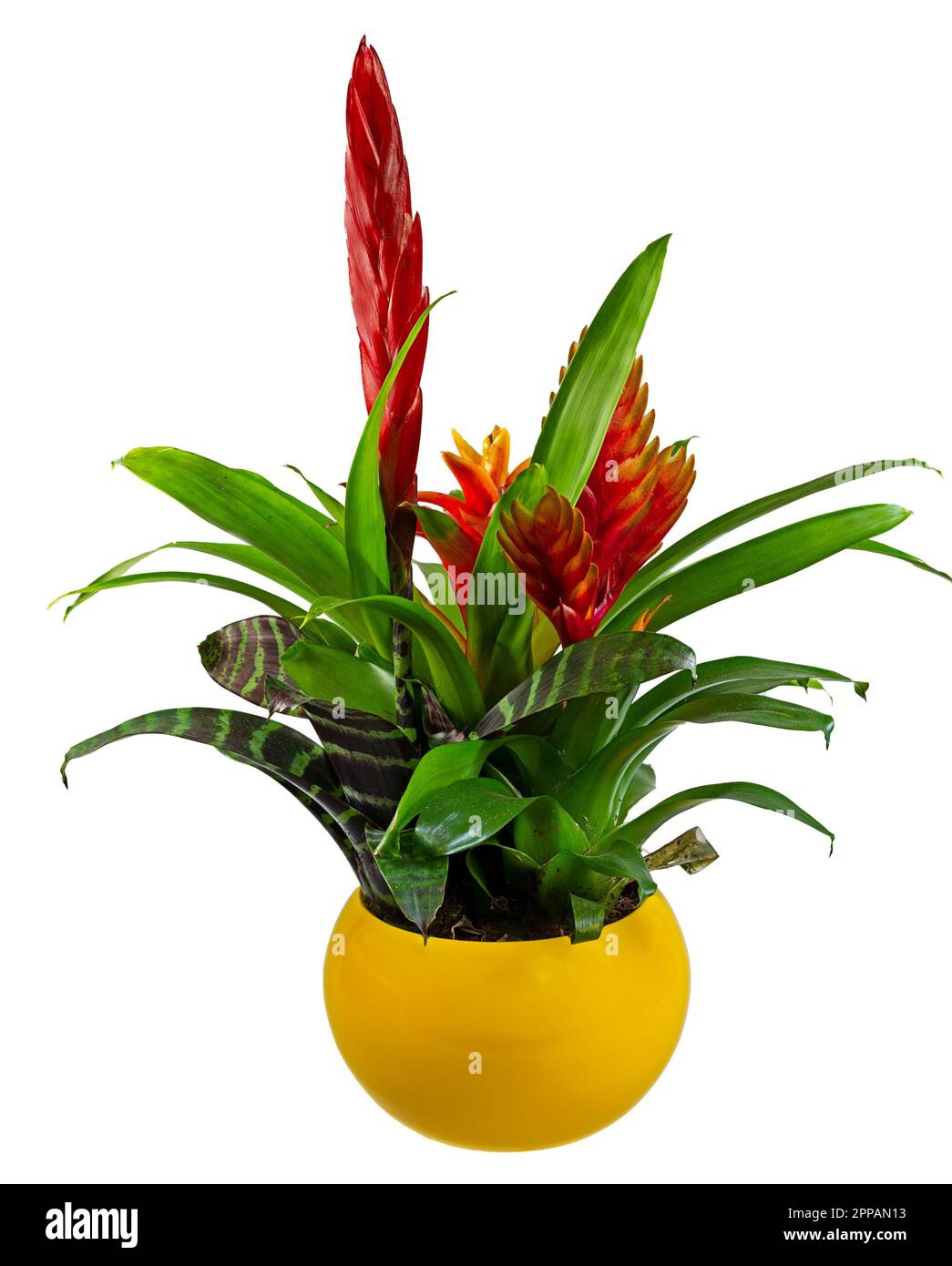 Closeup of an isolated potted bromelia flower Stock Photo Alamy