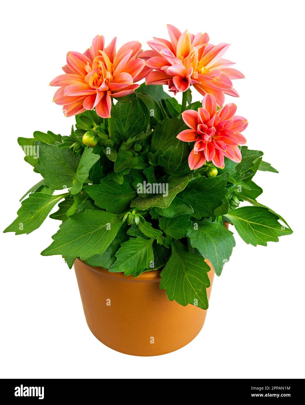 Closeup of an isolated potted dahlia flower Stock Photo