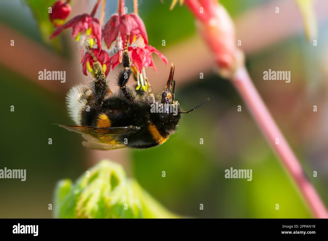 Macro of a Northern white-tailed bumblebee (Bombus magnus) at the blossoms of a japanese maple tree Stock Photo