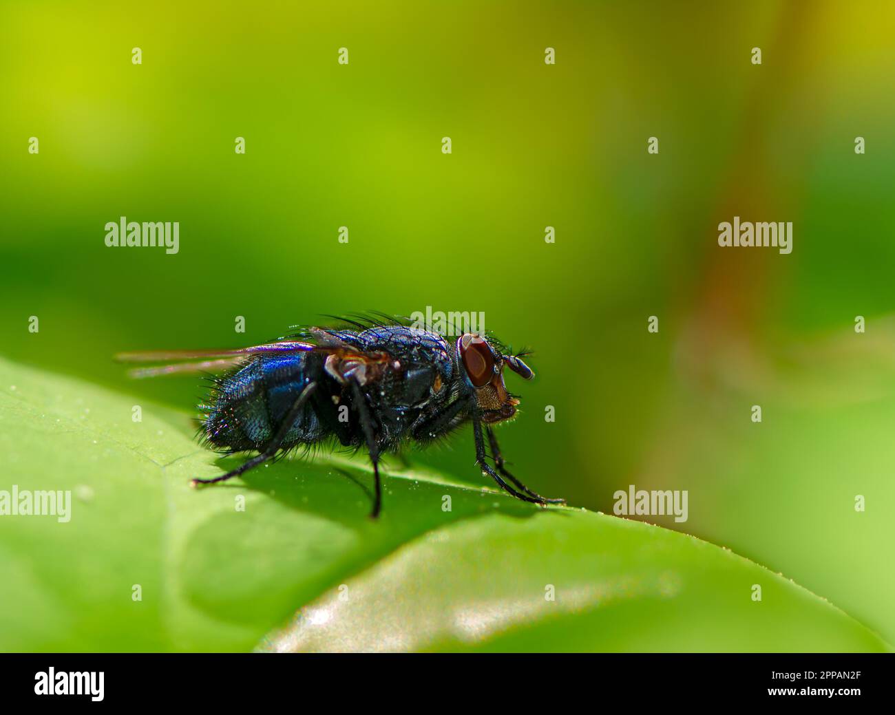 Macro of a fly o a green leaf Stock Photo - Alamy