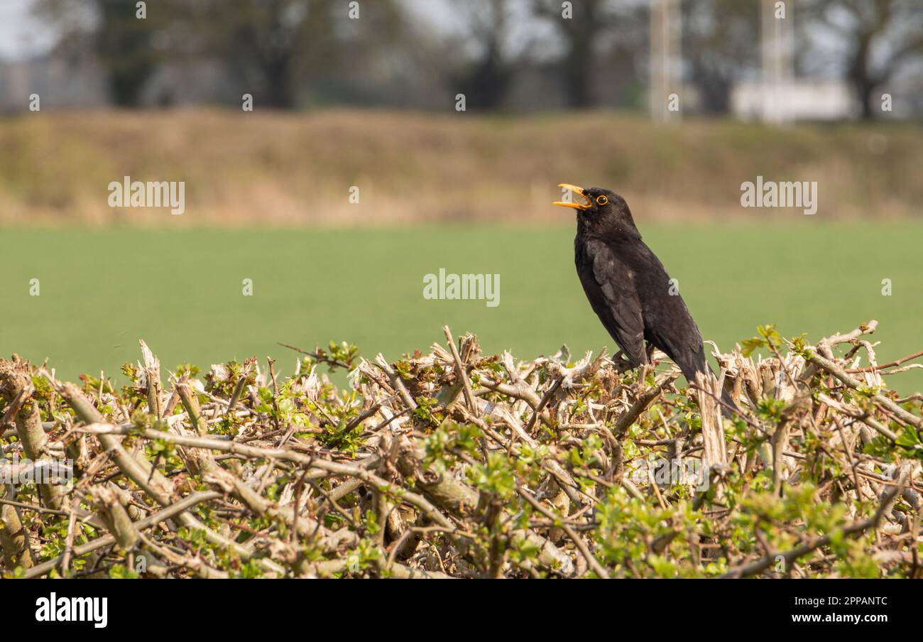 A blackbird singing its heart out on farmland in north Warwickshire Stock Photo