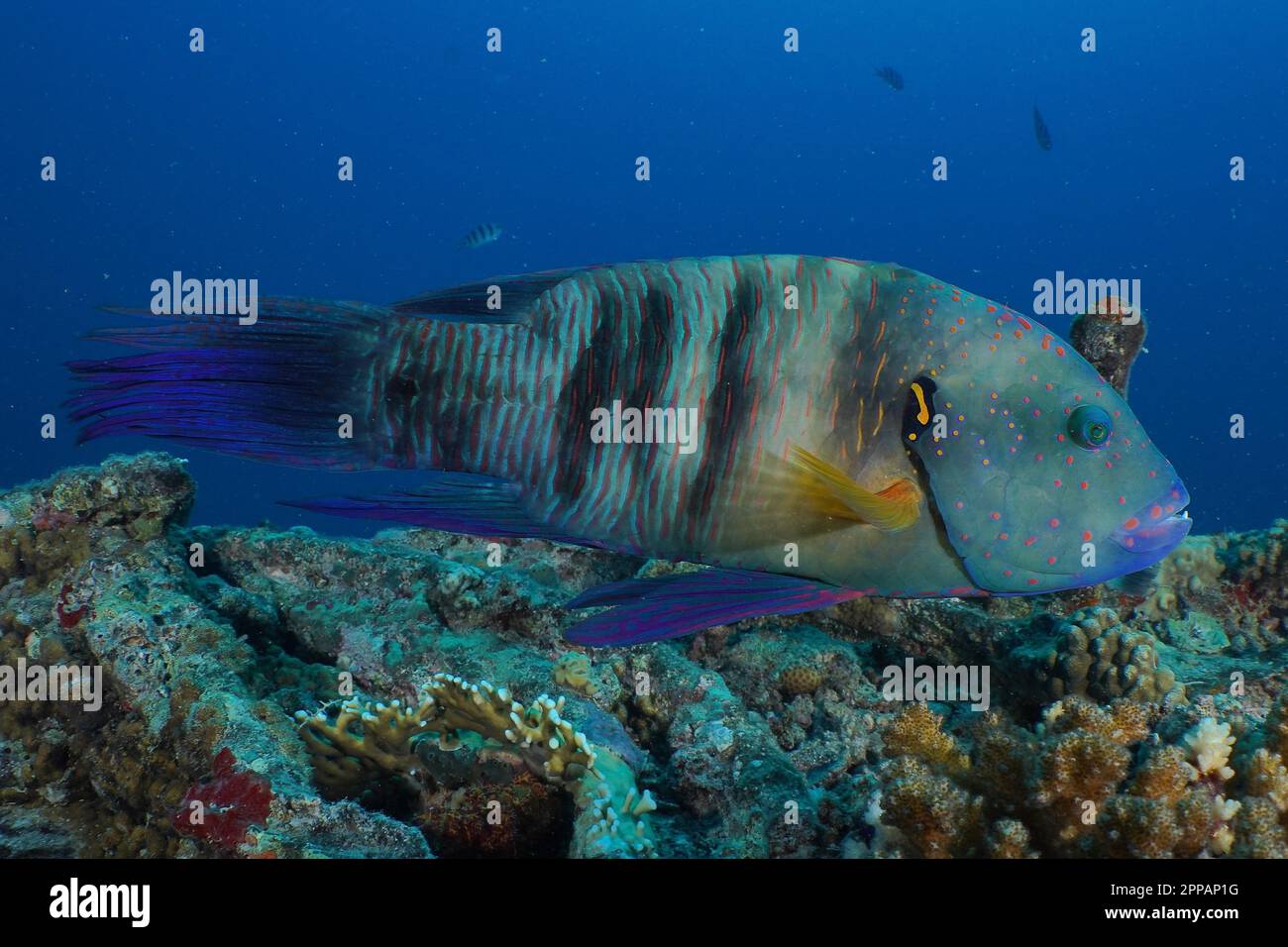 Broomtail wrasse (Cheilinus lunulatus), Thistlegorm wreck dive site