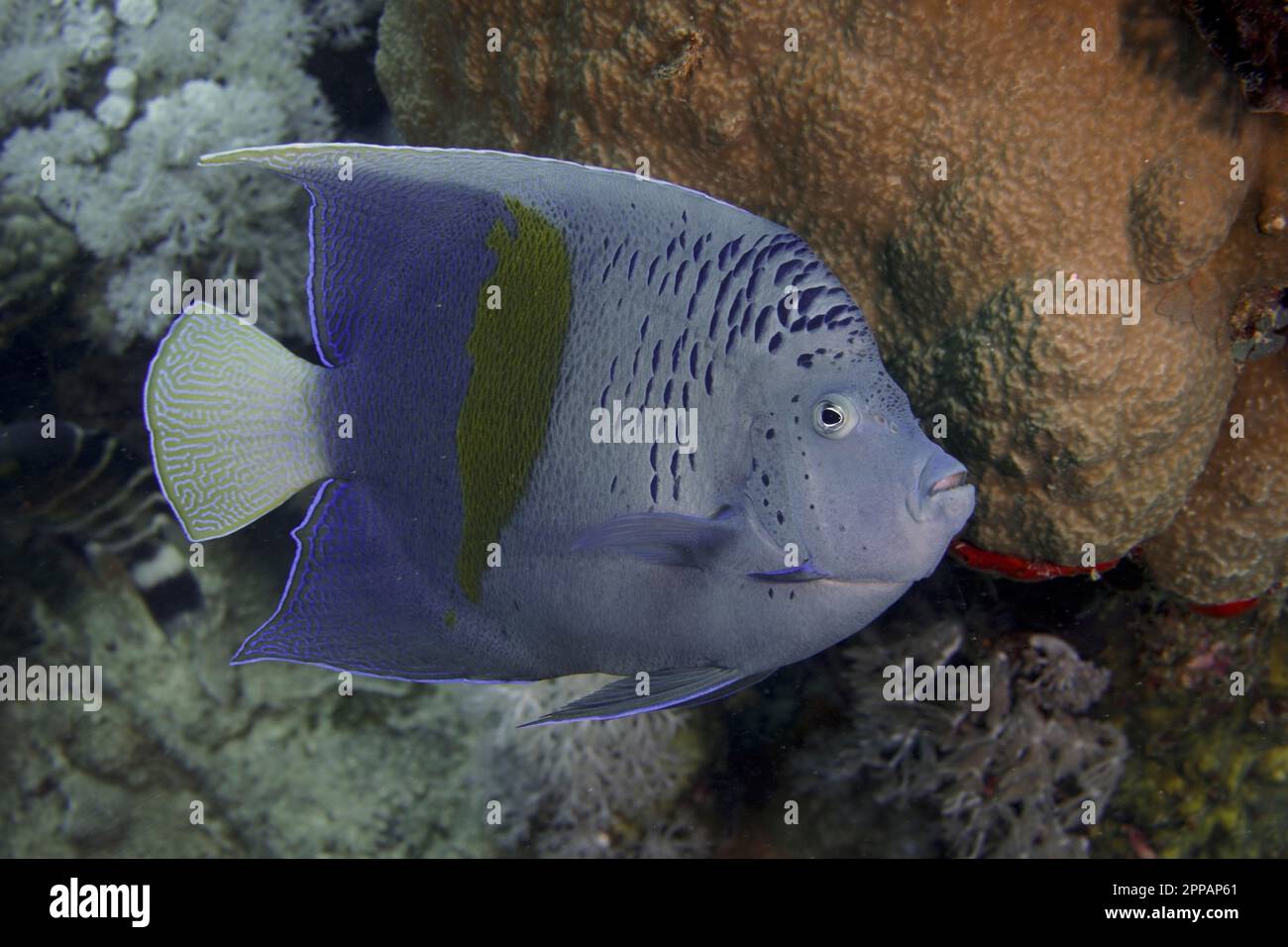 Halfmoon angelfish (Pomacanthus maculosus), Dive site House Reef Mangrove Bay, El Quesir, Egypt, Red Sea Stock Photo