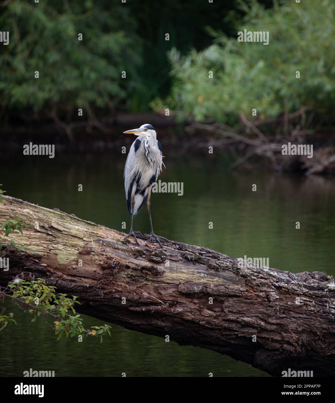 A heron perched on a tree trunk at against a waterscape backdrop. Stock Photo