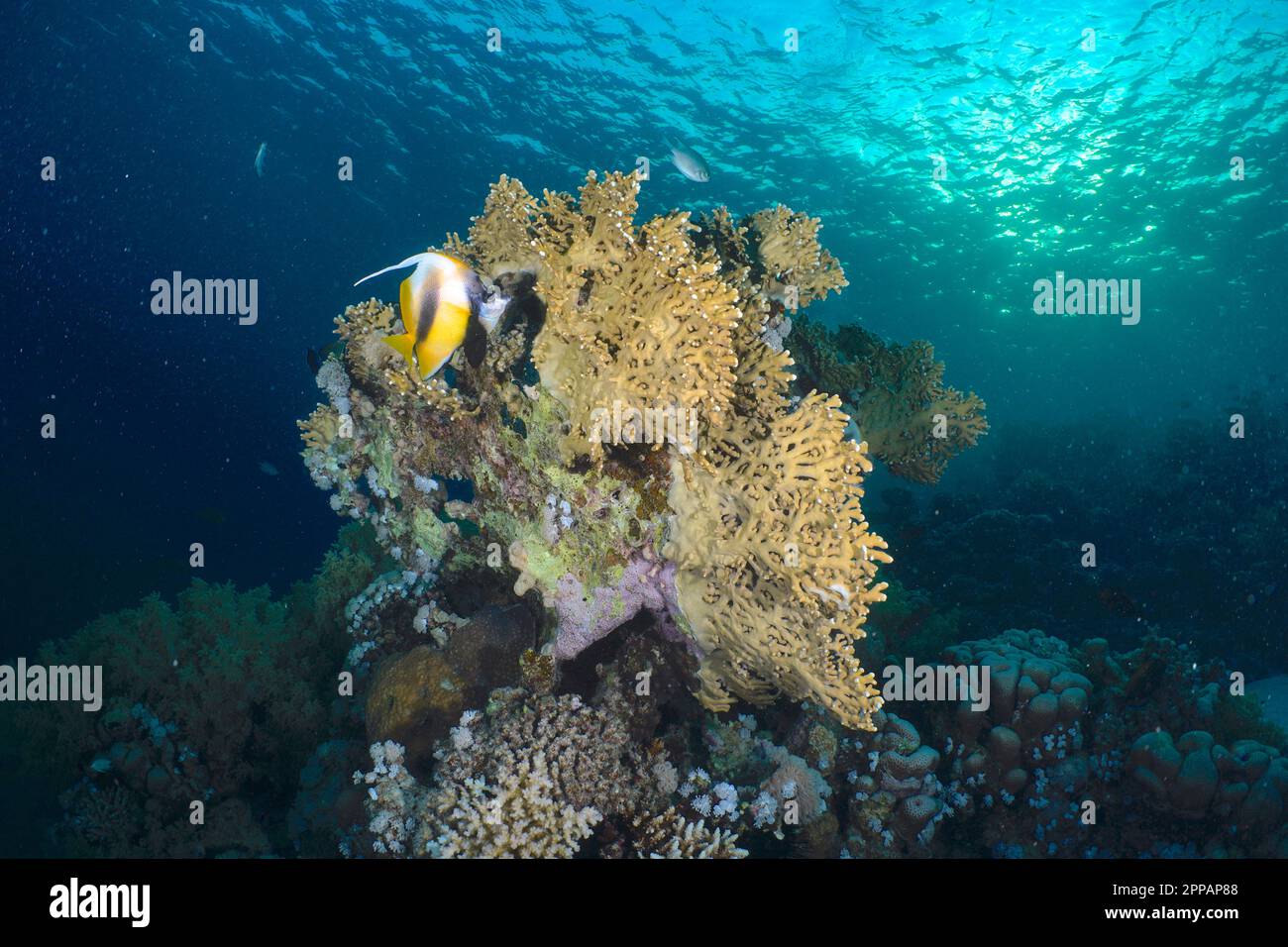 Net fire coral (Millepora dichotoma) and red sea bannerfish (Heniochus intermedius) in the