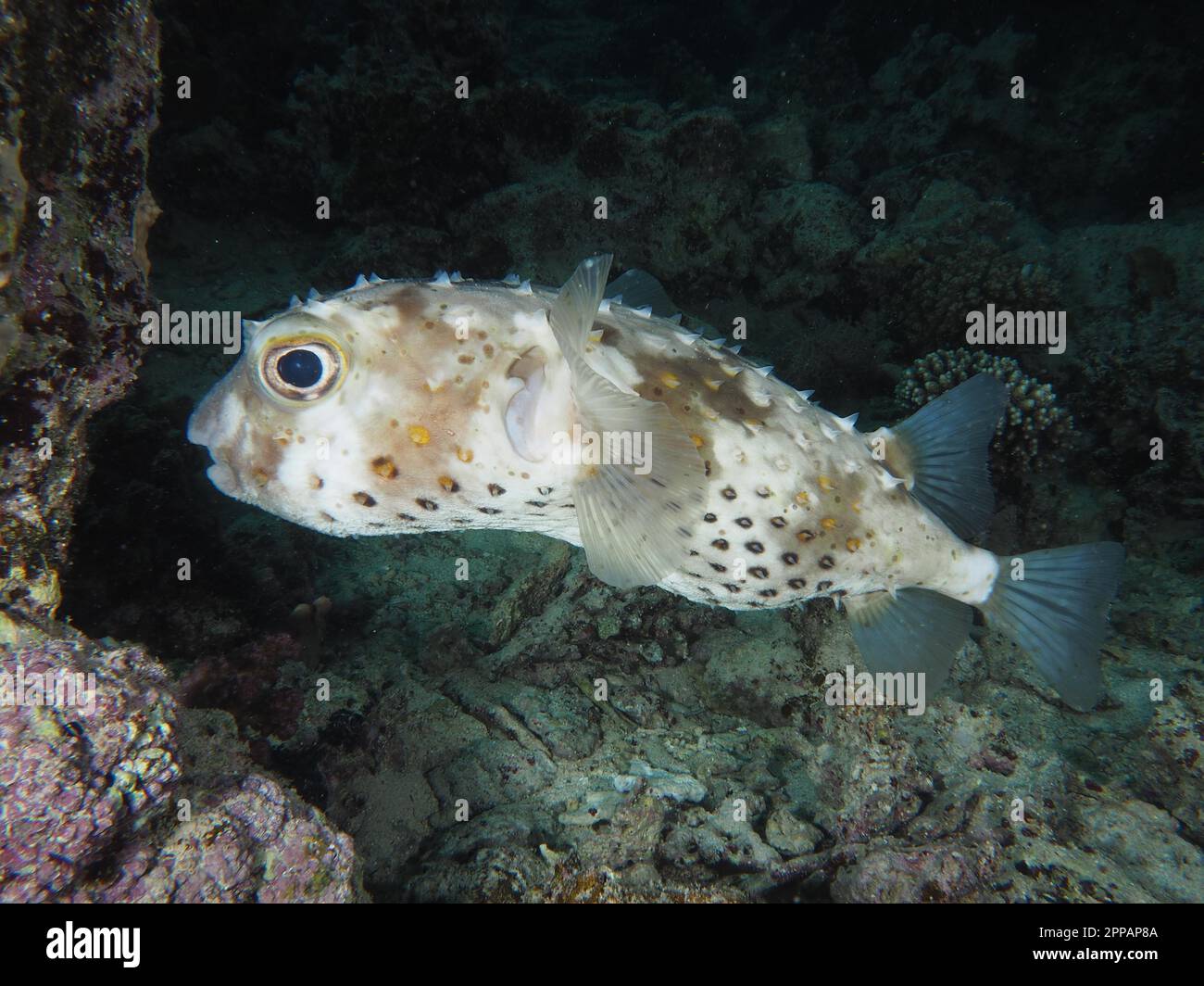 Spotbase burrfish (Cyclichthys spilostylus), Dive site House Reef Mangrove Bay, El Quesir, Egypt, Red Sea Stock Photo