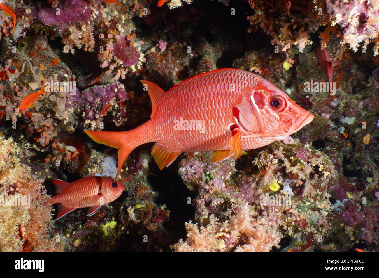 Big spine hussar (Sargocentron spiniferum), Big Brother dive site