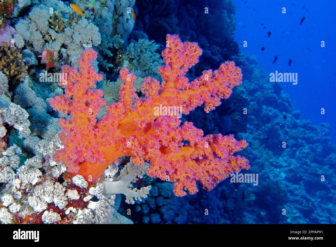 Hemprich's tree coral (Dendronephthya hemprichi), Elphinstone Reef dive site, Egypt, Red Sea Stock Photo