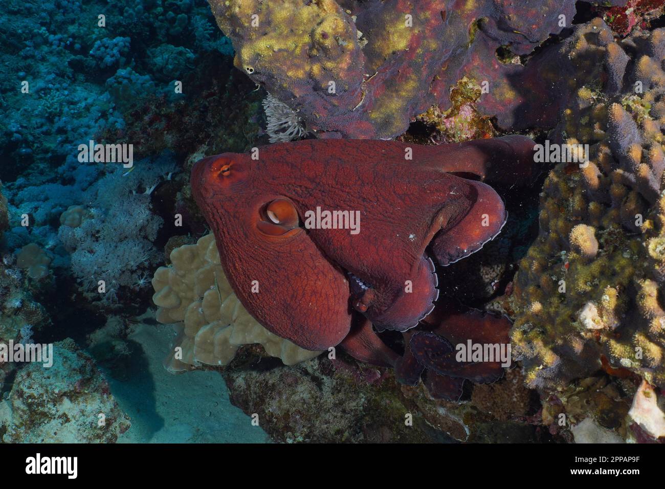 Great Blue Octopus (Octopus cyaneus), Dive Site House Reef Mangrove Bay